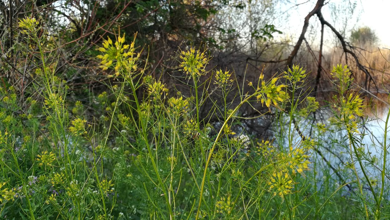 Гулявник Лезеля