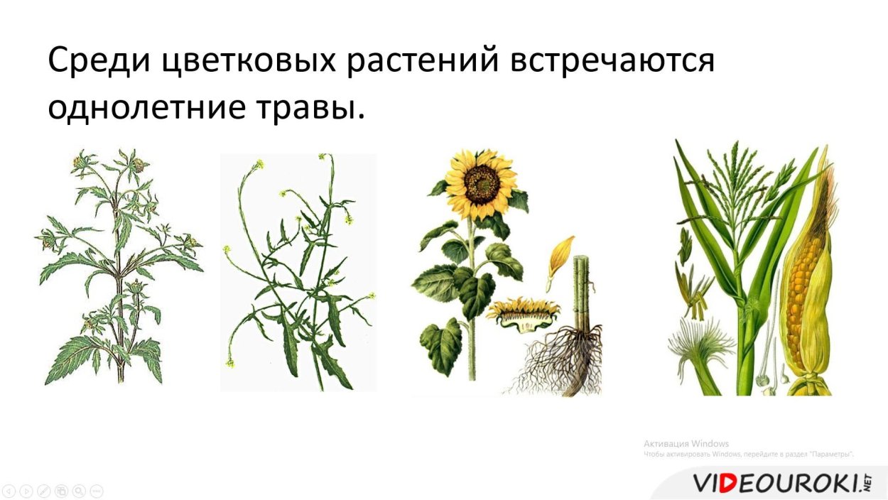 Датура дурман белый