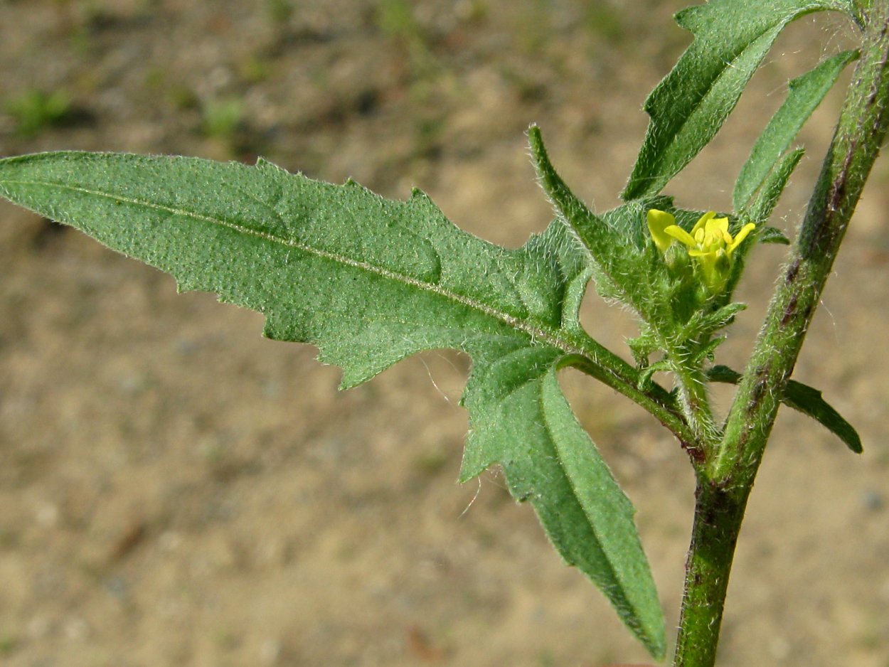 Дескурайния Софии сорняк