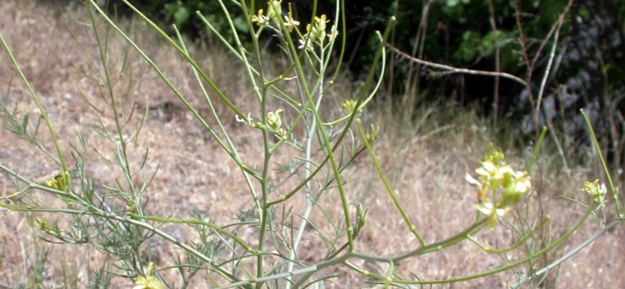 Sisymbrium Sophia