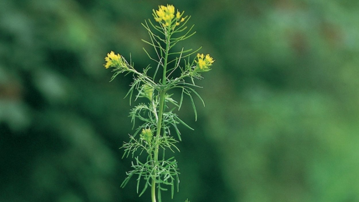 Гулявник сурепка