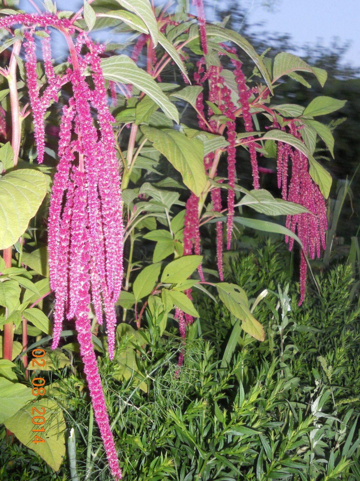 Каллистемон в саду