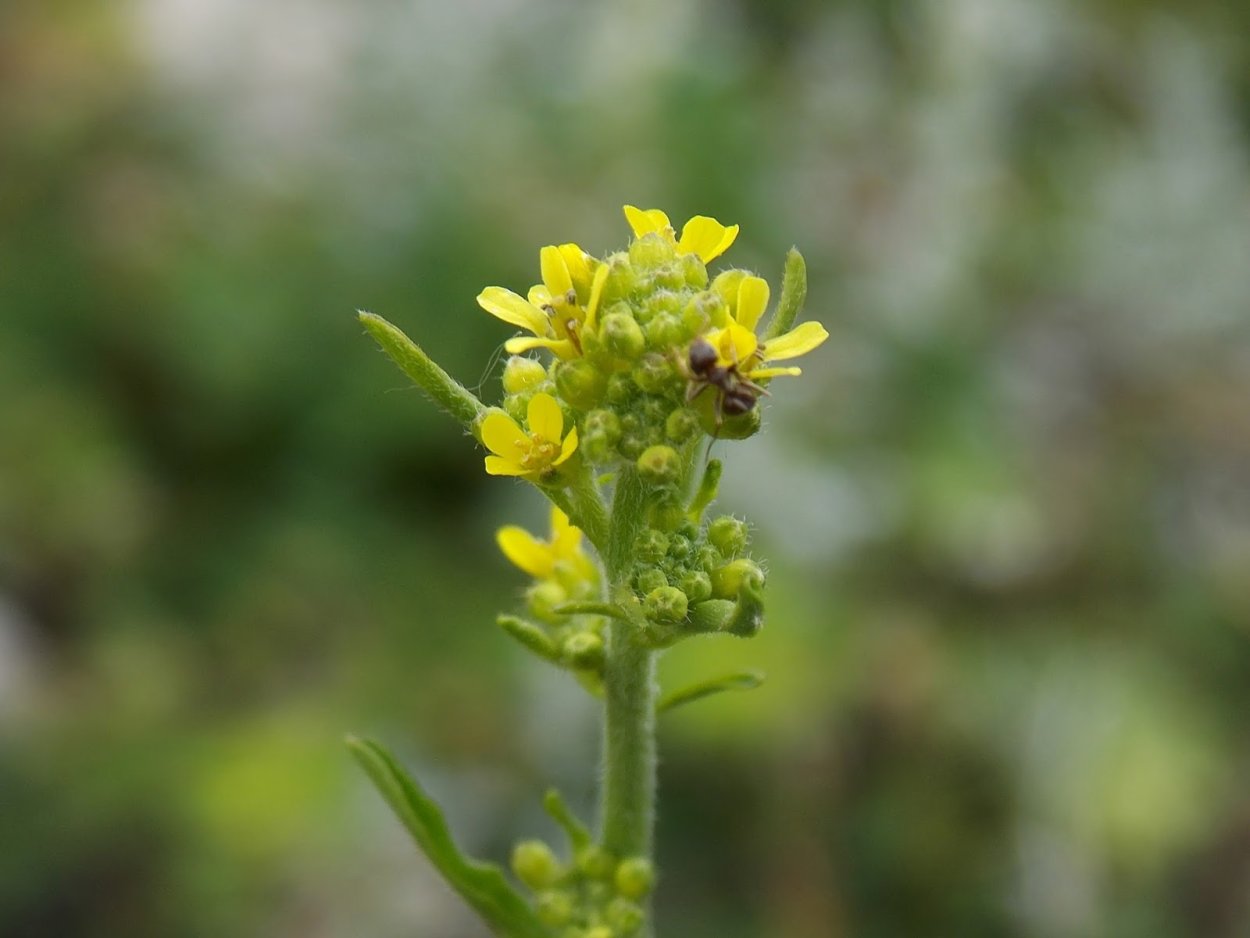 Гулявник Лезеля