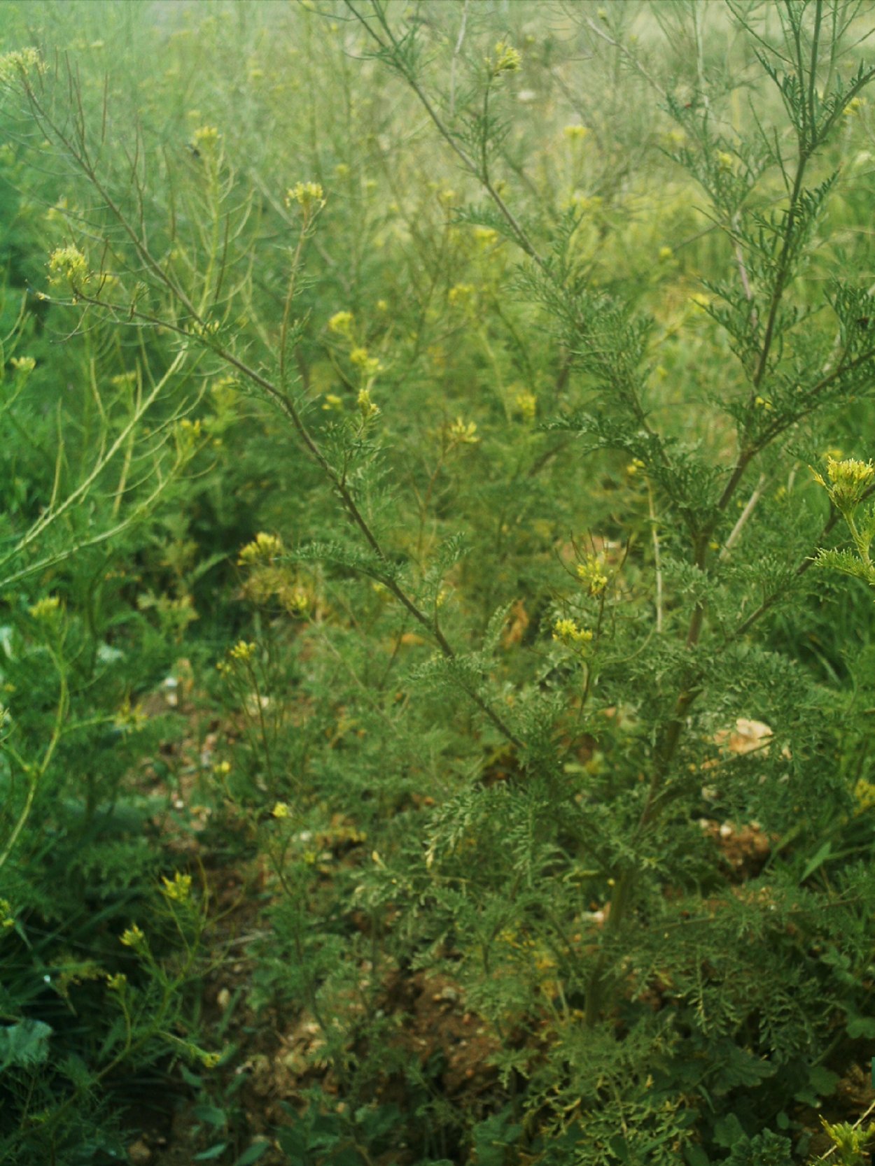 Свербига Восточная Bunias orientalis
