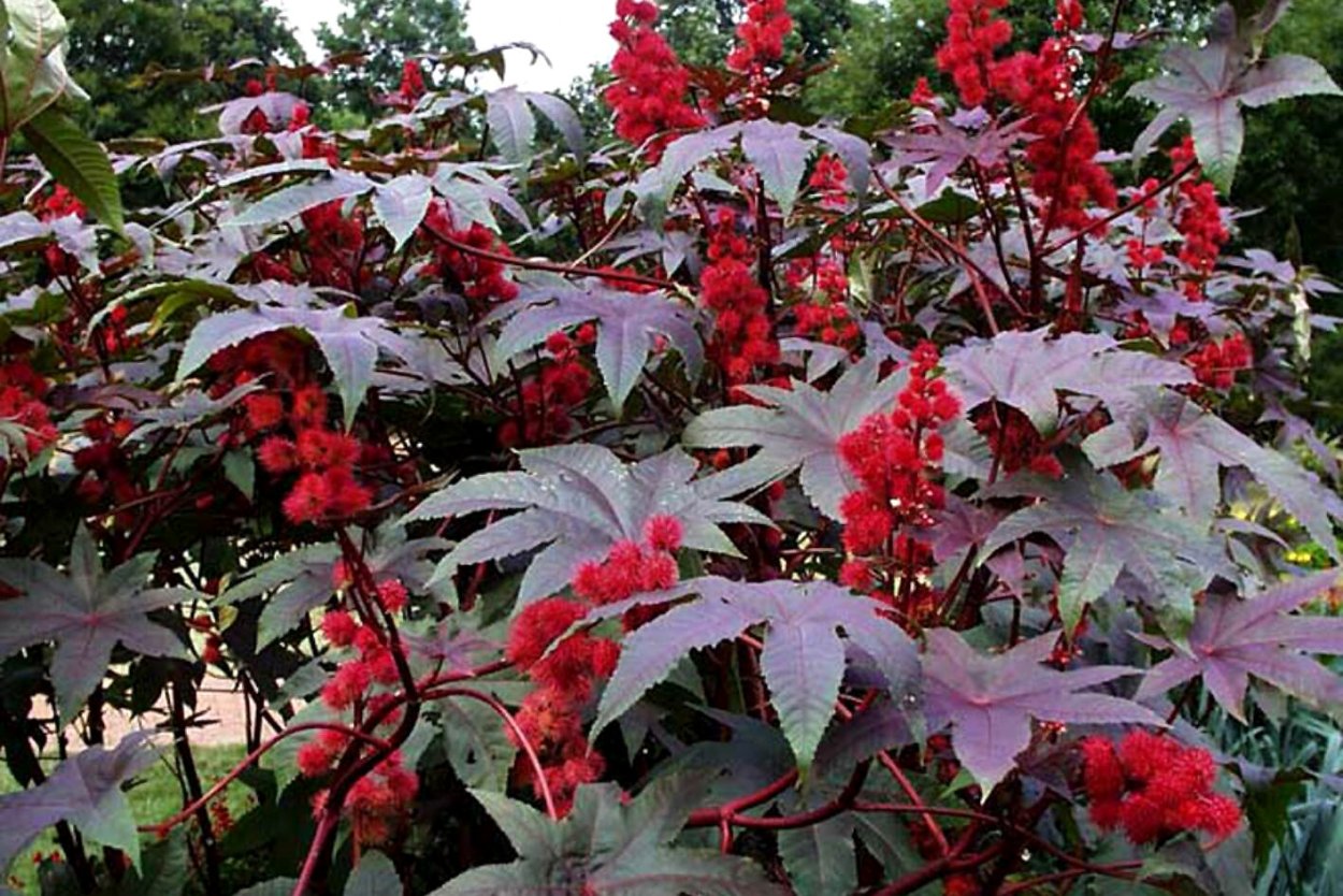 Клещевина Занзибар Грин