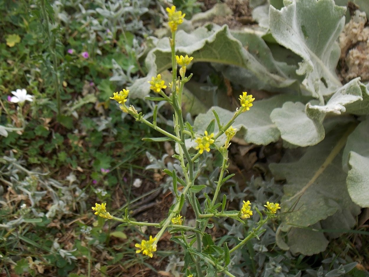 Гулявник лекарственный (Sisymbrium officinale)