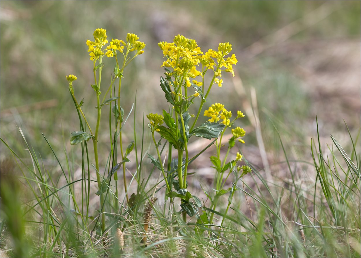 Sisymbrium officinale