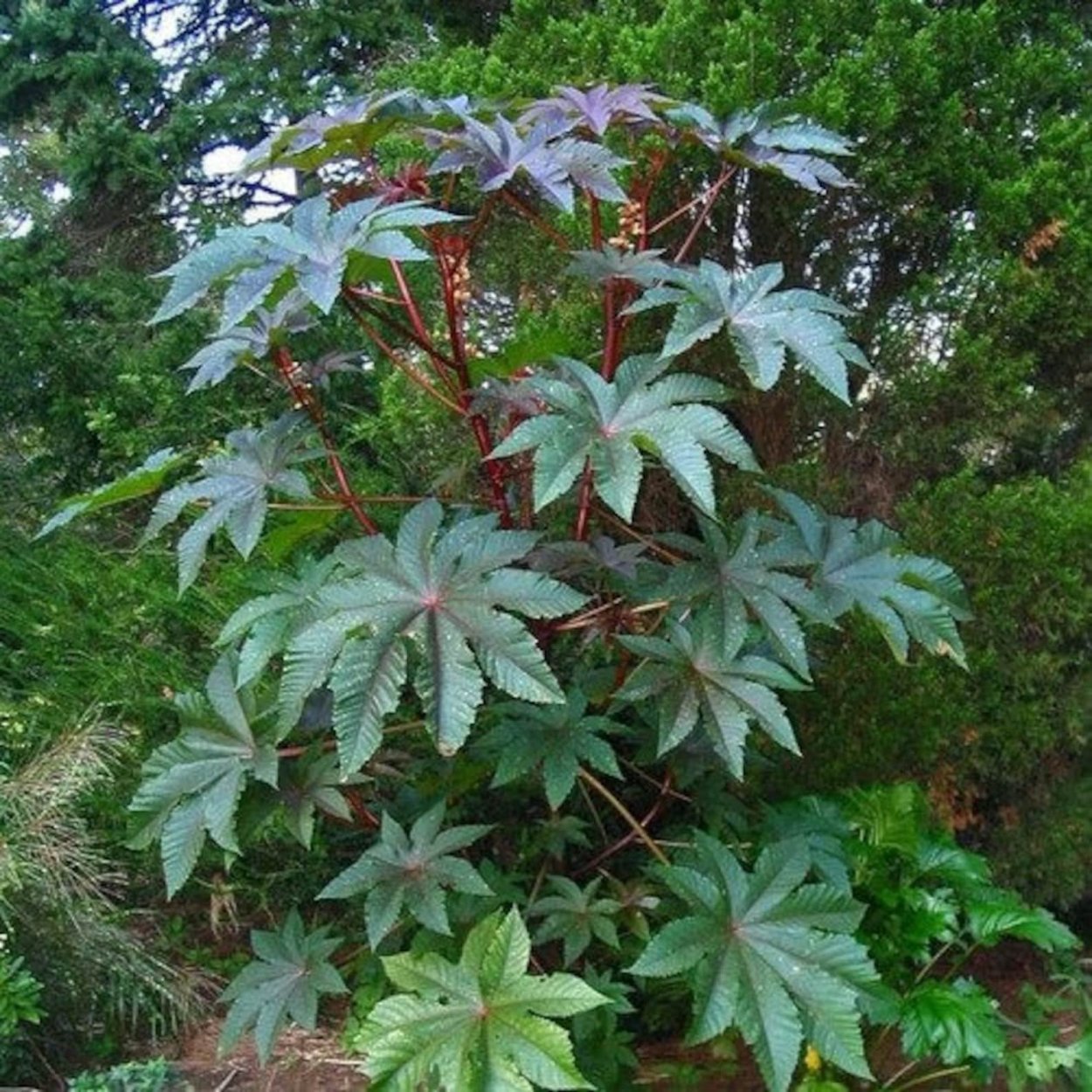 Гортензия Анабель