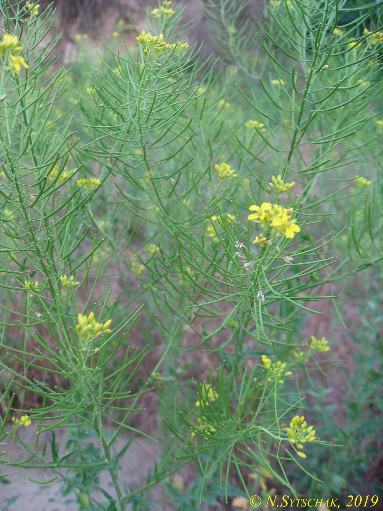 Гулявник Лезеля Sisymbrium loeselii