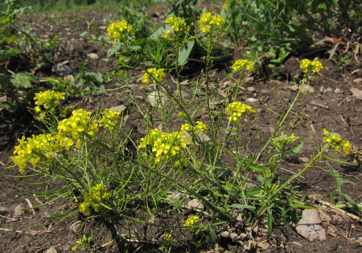 Гулявник изменчивый