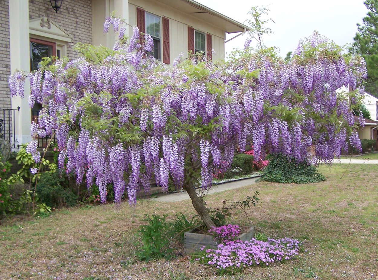 Оберза метельчатой гортензии весной