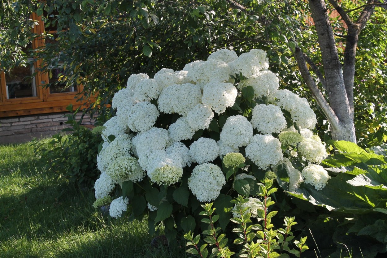 Мордовник обыкновенный (Echinops ritro)