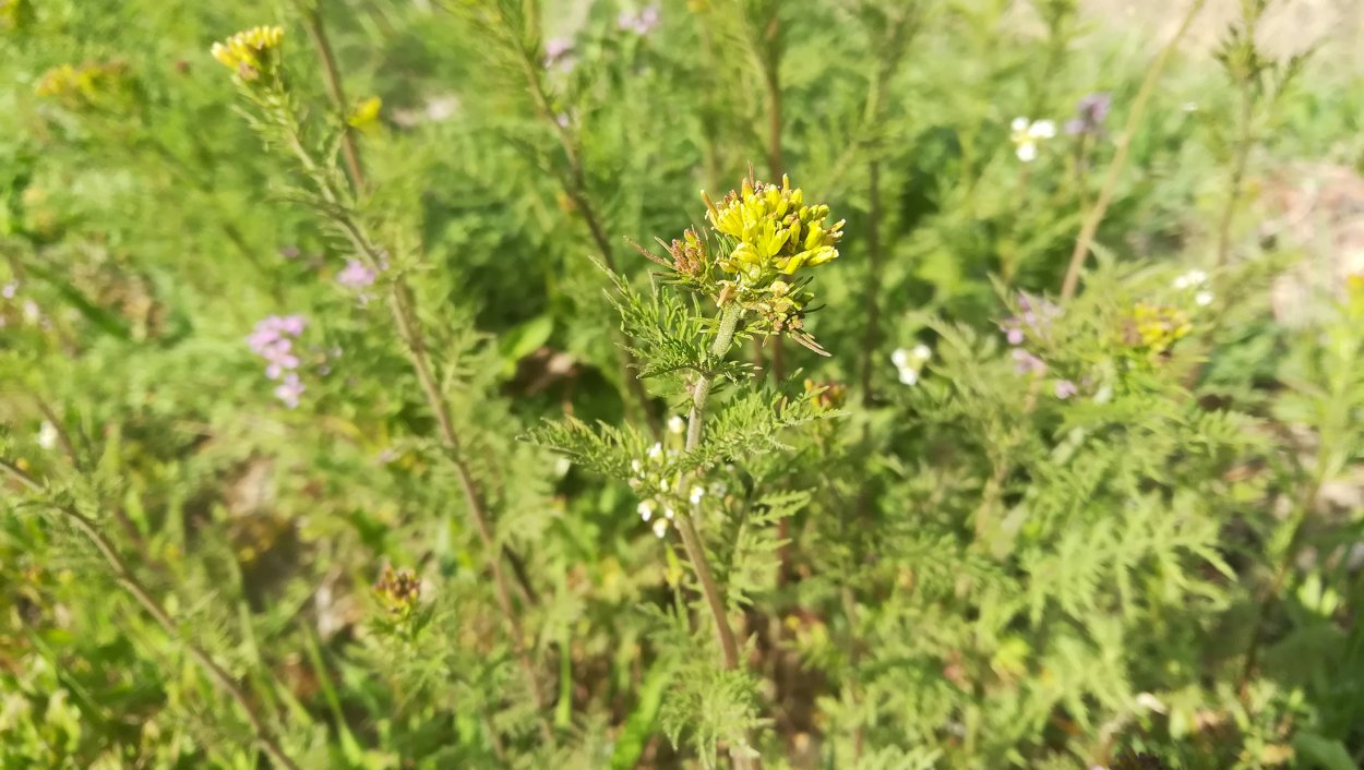 Дескурения Софии сорняк