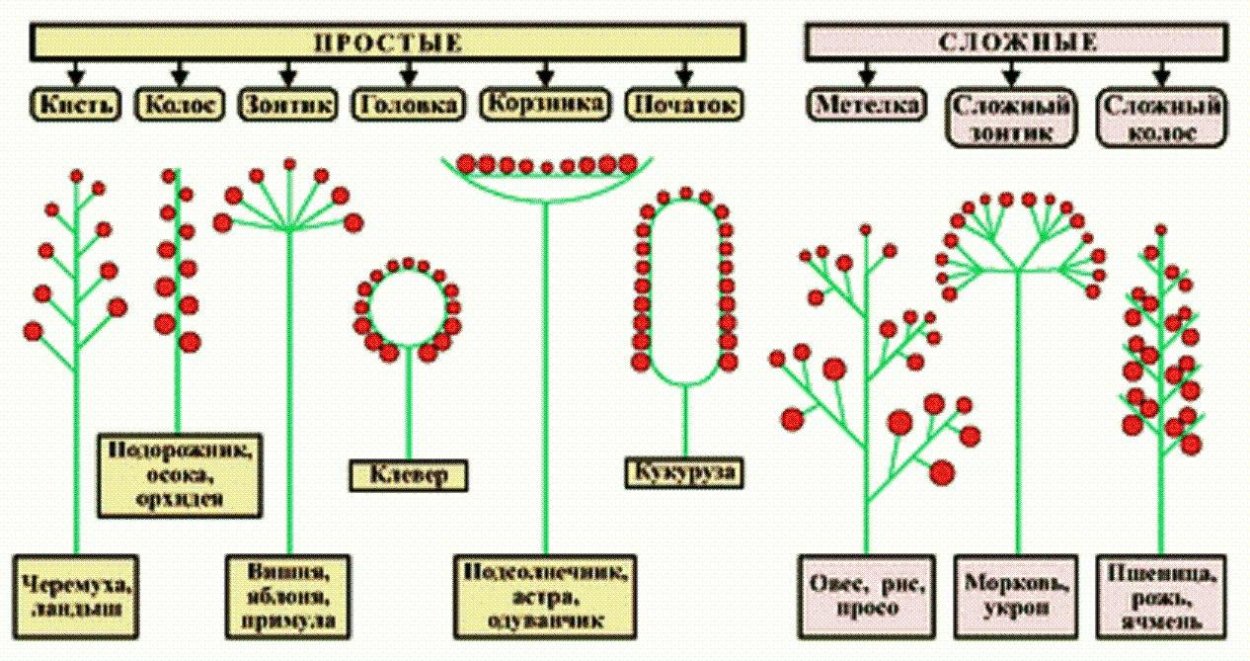 Обрезка ремонтантной малины осенью
