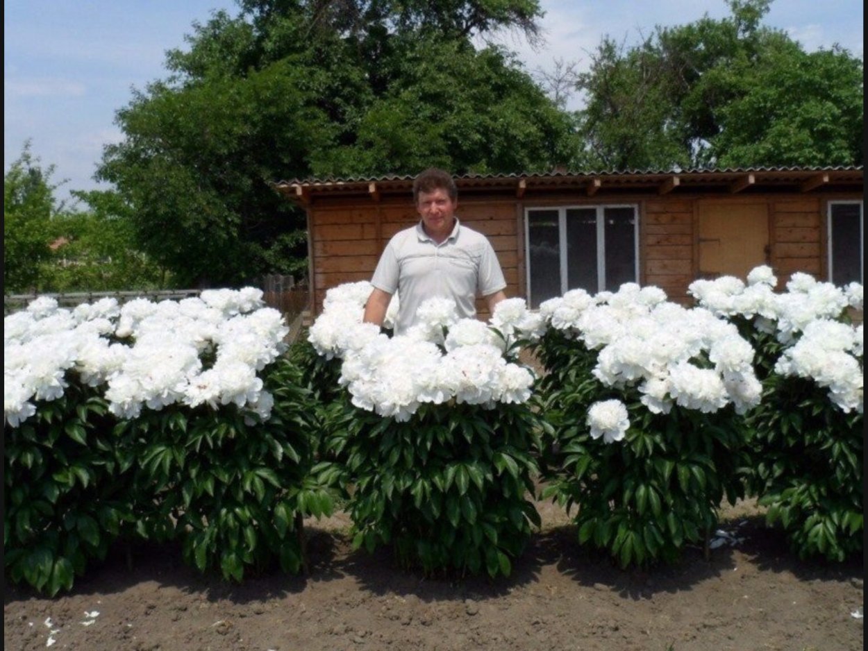 Дурман обыкновенный сорняк