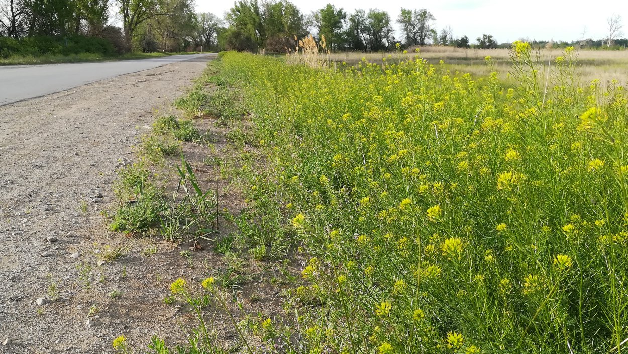 Sisymbrium officinale аптечный