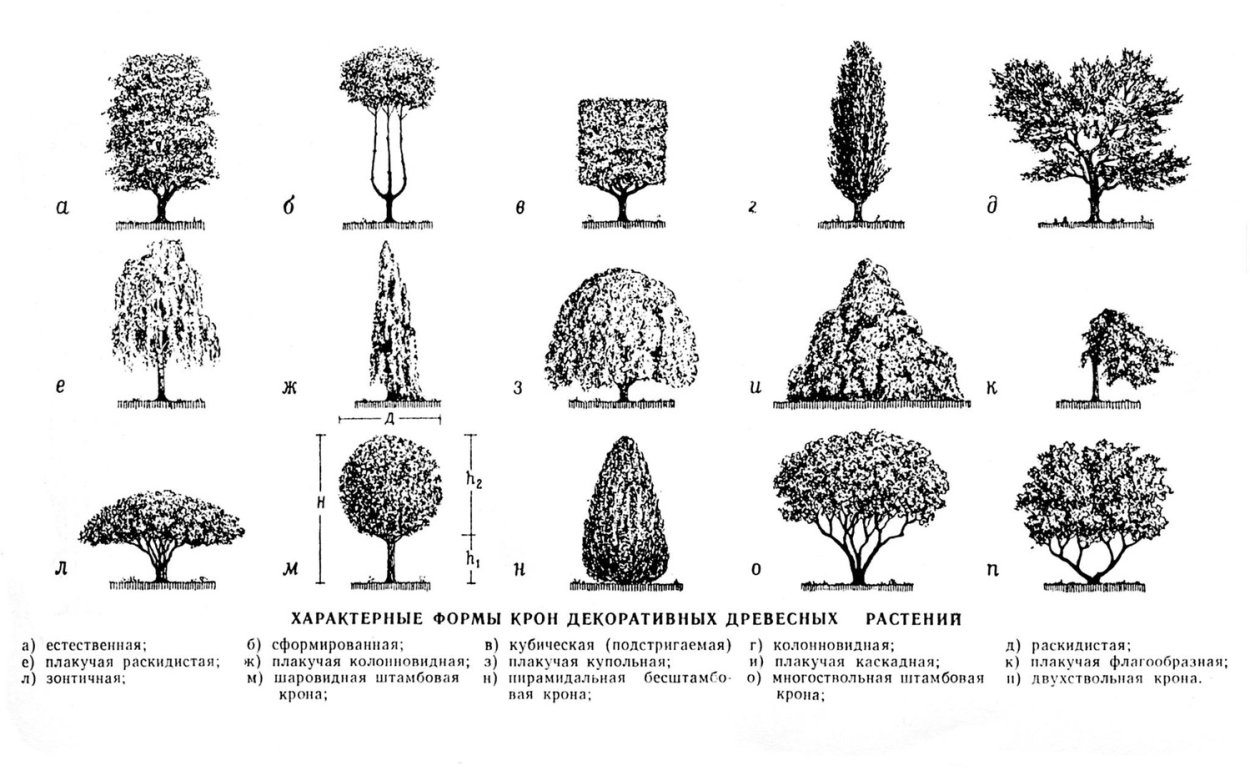 Клещевина Занзибар Грин