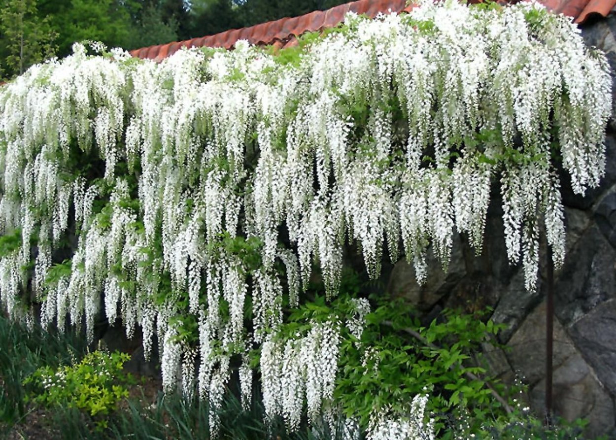 Гортензия метельчатая Mathilde