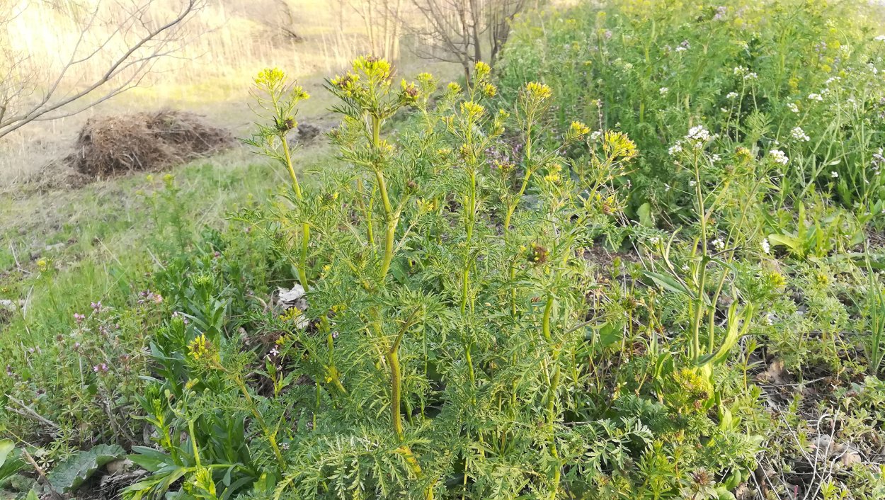 Гулявник струйчатый