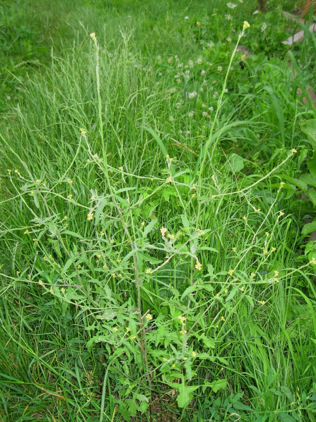 Дескурайния Софии сорняк