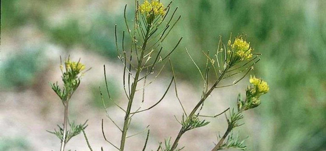 Гулявник Лезеля