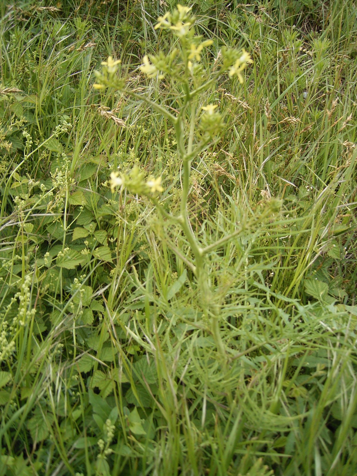 Гулявник лекарственный (Sisymbrium officinale)
