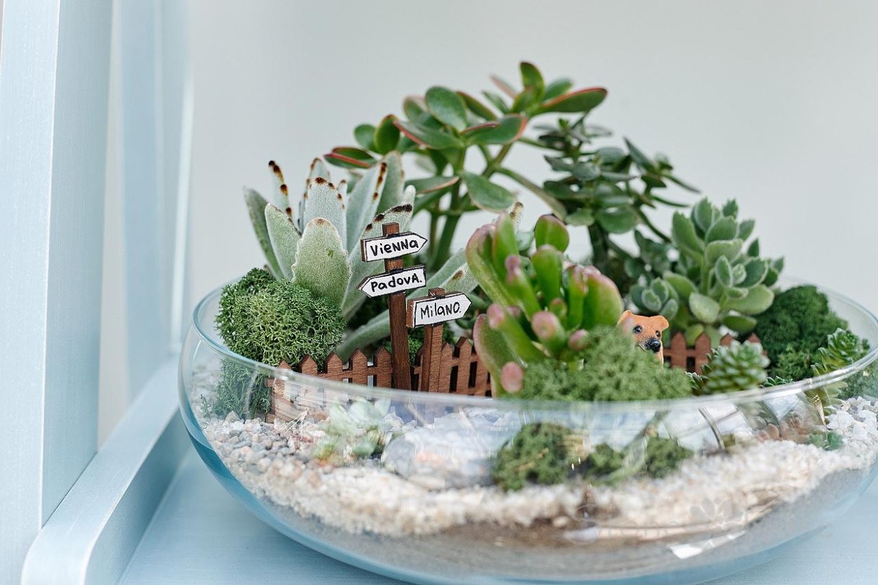 Флорариум мастер класс