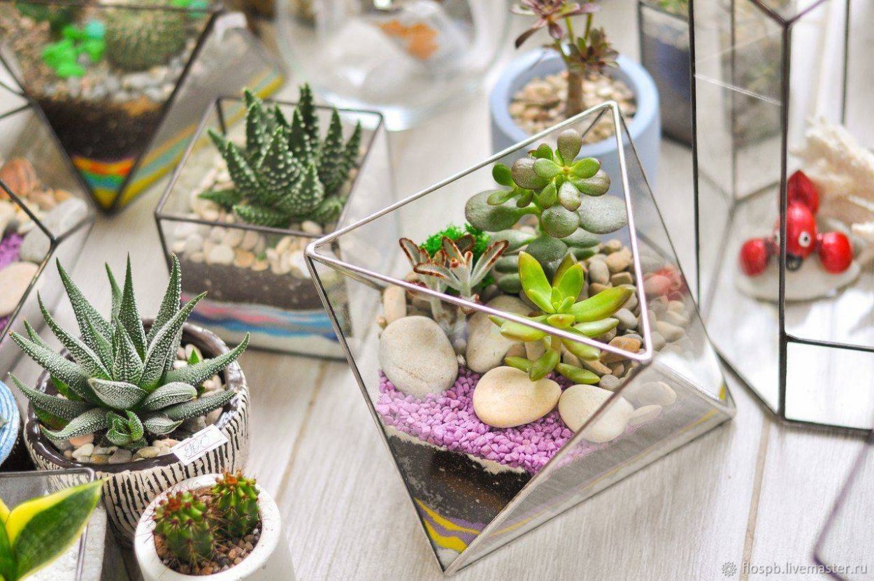 Мини сад Суккуленты мини сад Суккуленты