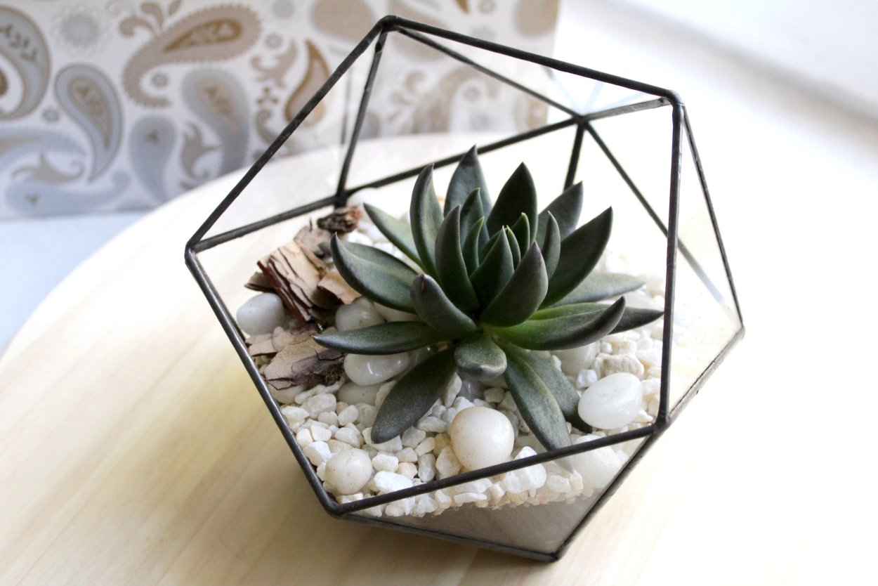 Кокедама с кактусом