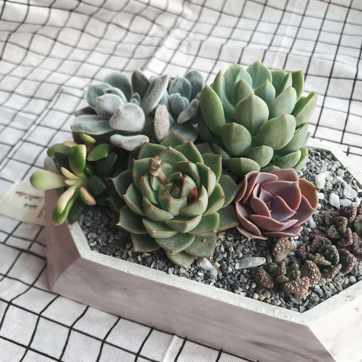 Букет невесты с эхеверией