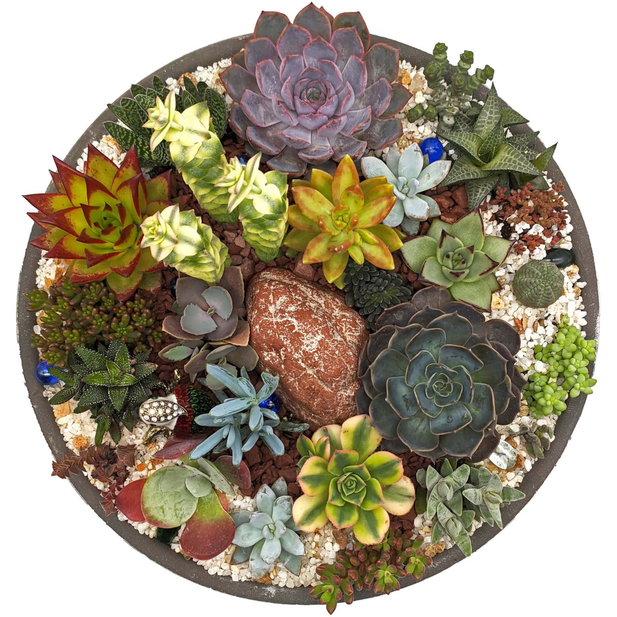 Суккулент сердечко