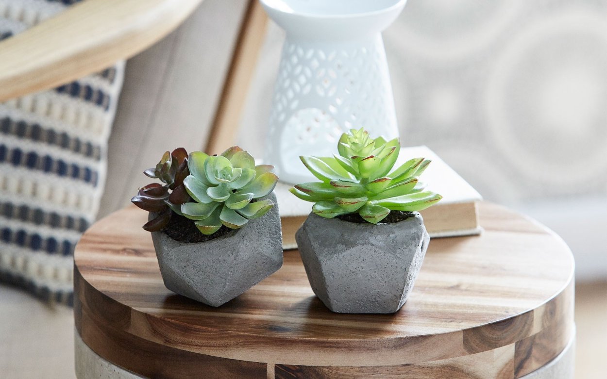 Суккуленты украшение