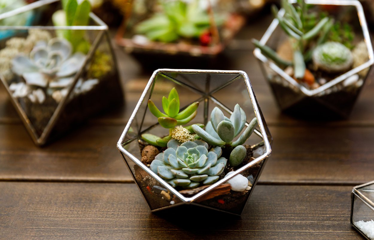 Вазы для флорариума