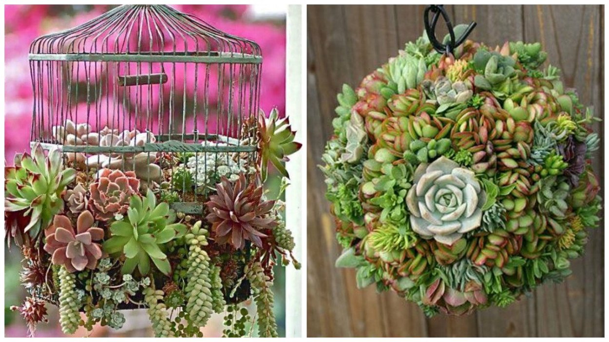 Суккулент подкова