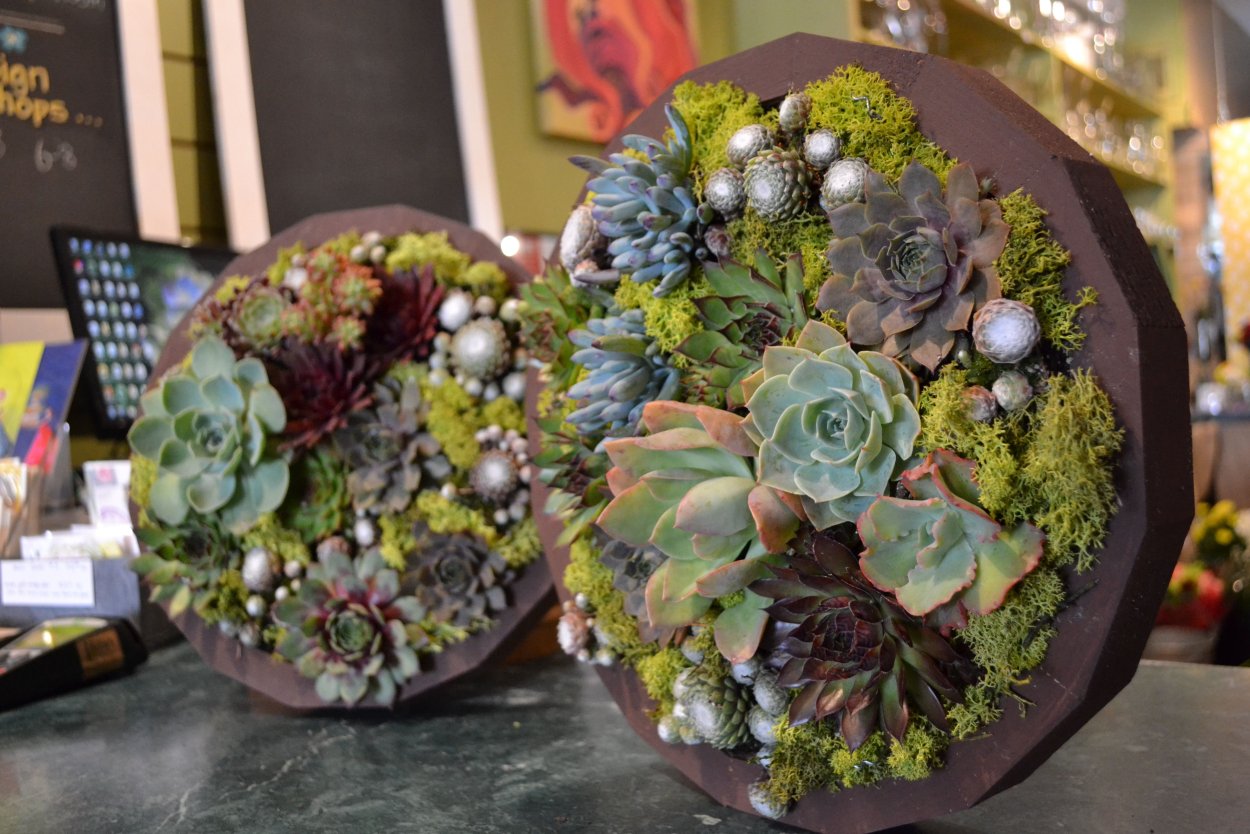 Оазис из суккулентов