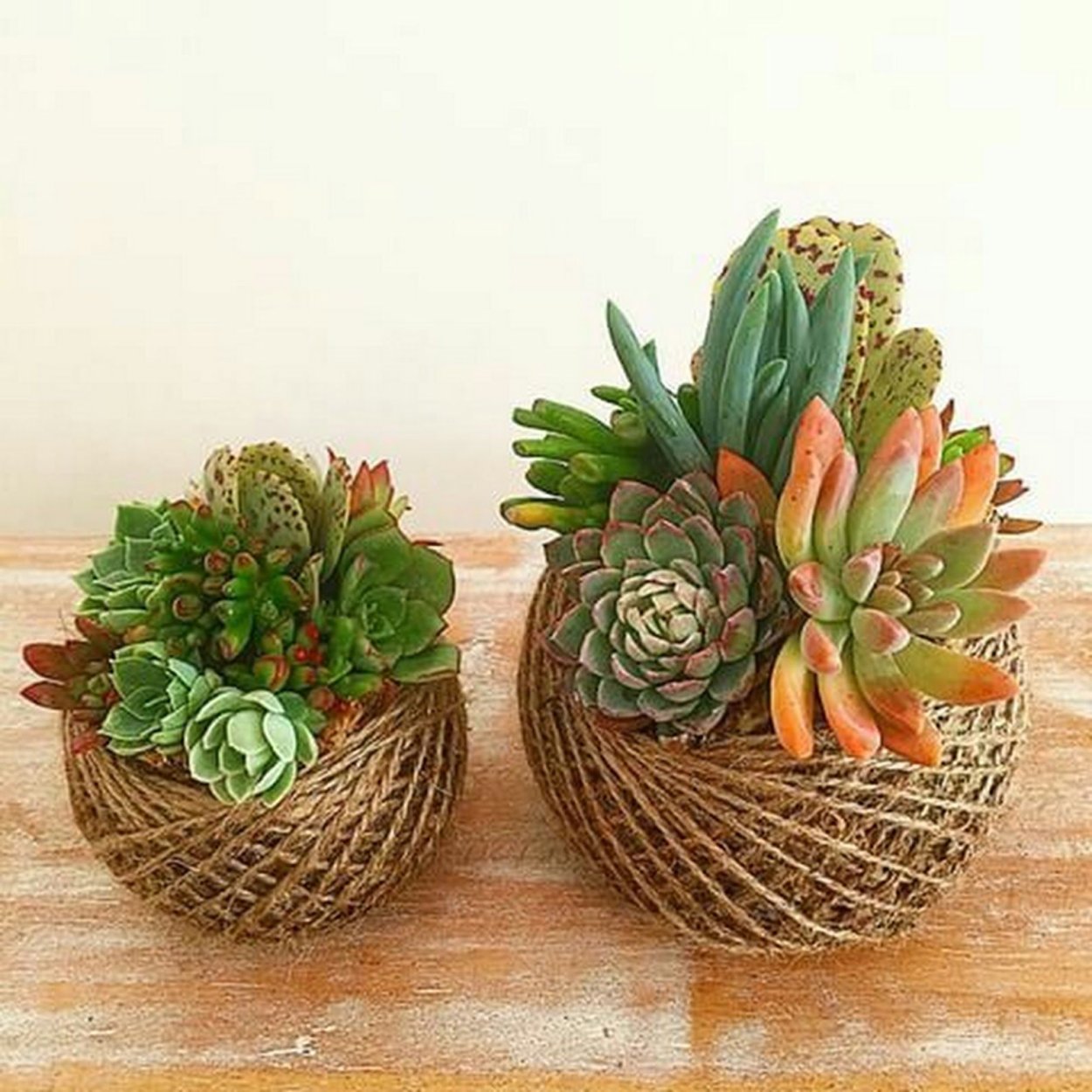 Суккулент Гарденинг