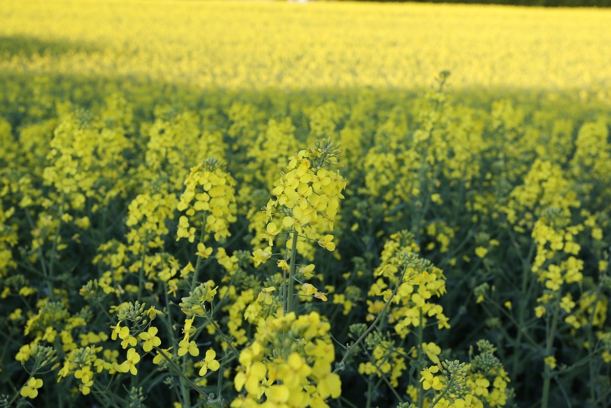 Сурепка как медонос. Рапс – Brassica napus.. Рапс растение медонос. Brassica Campestris (rapeseed) sterols формула. Сурепка и рапс.