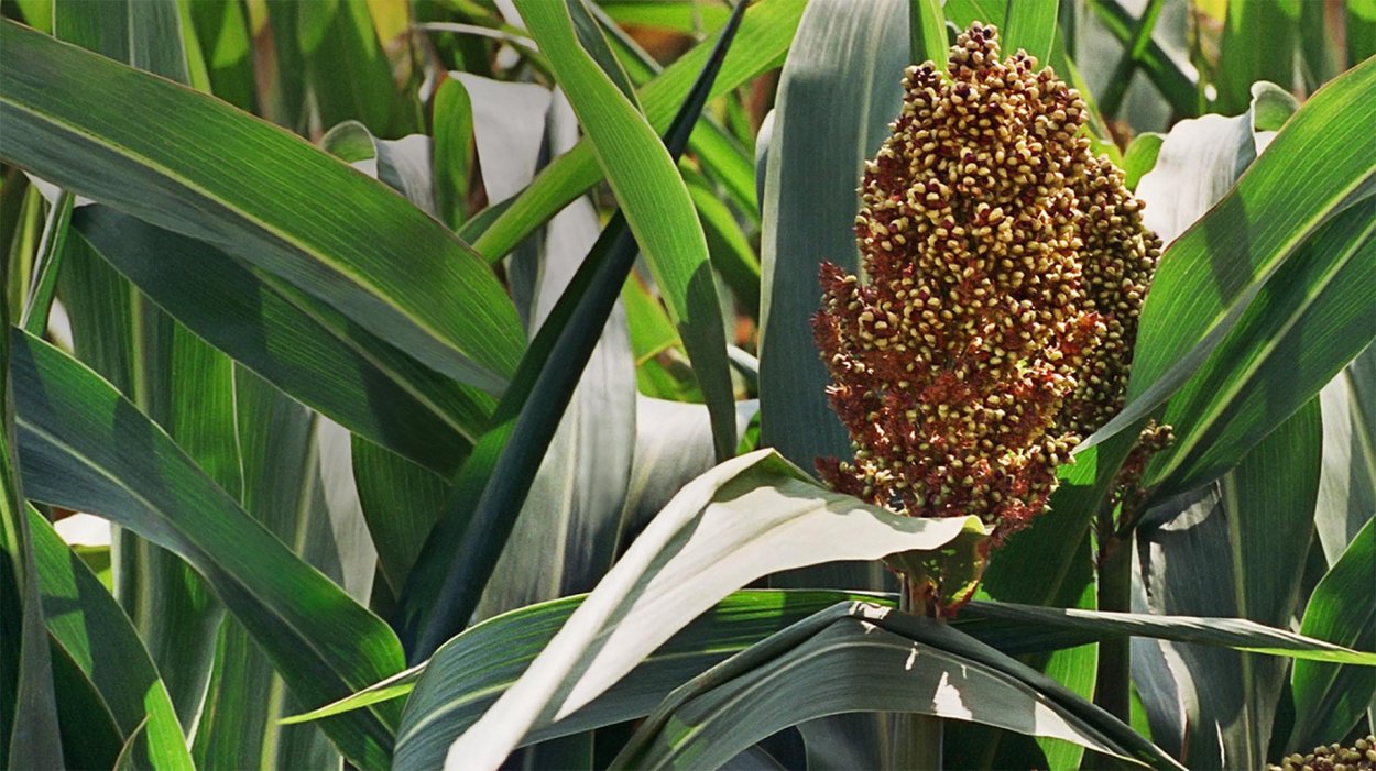 Сорго-суданковый гибрид