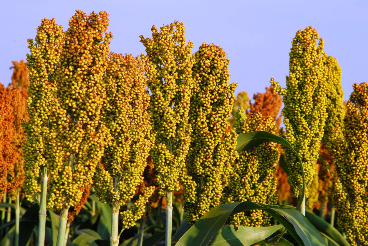 Хлебное сорго