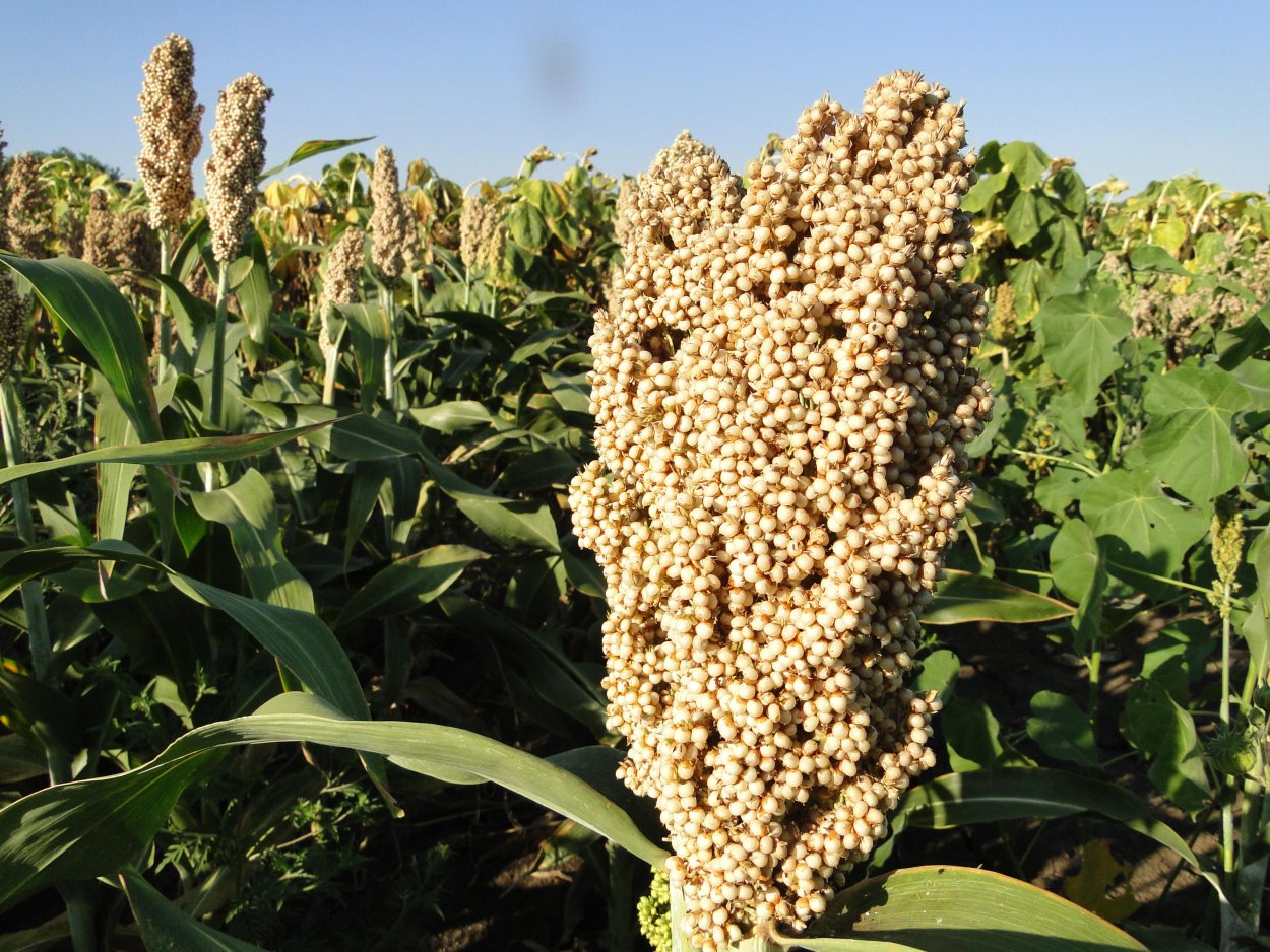Сорго злаки
