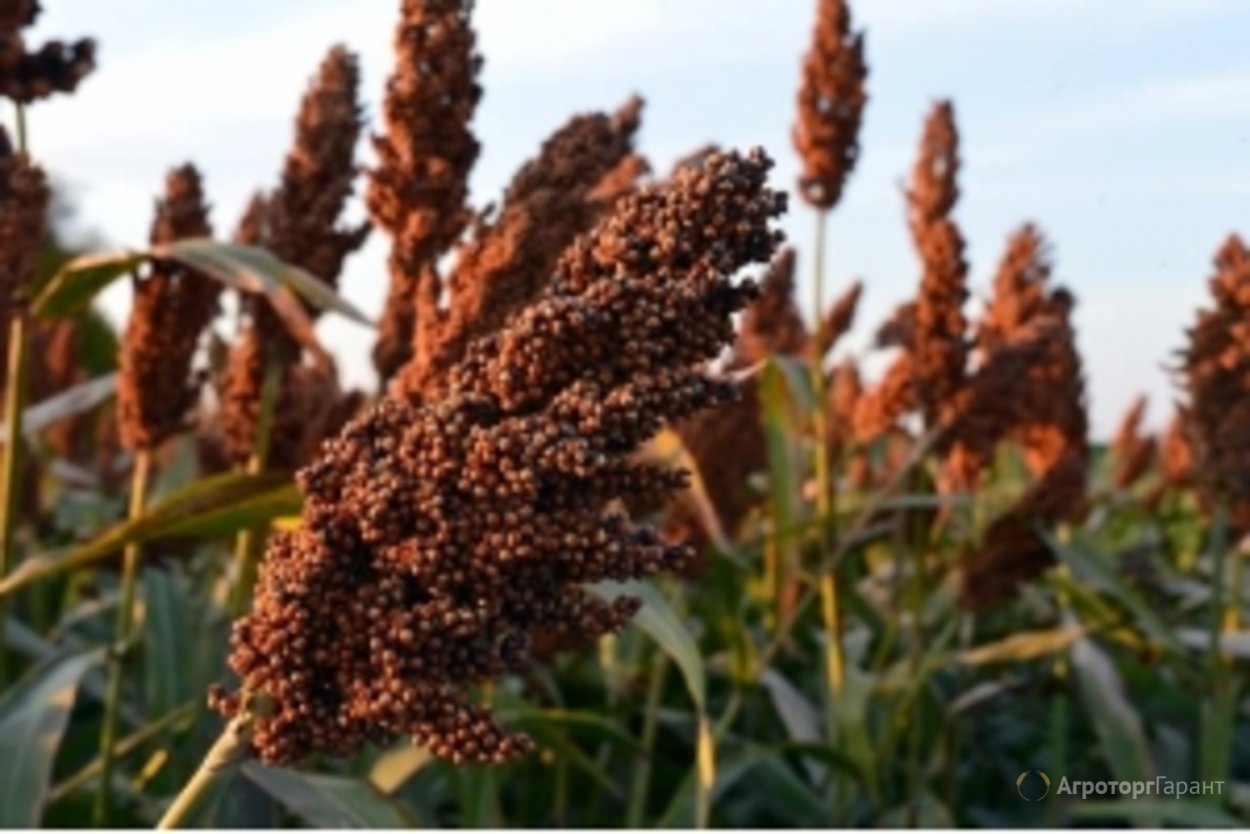 Семена сорго Sorghum