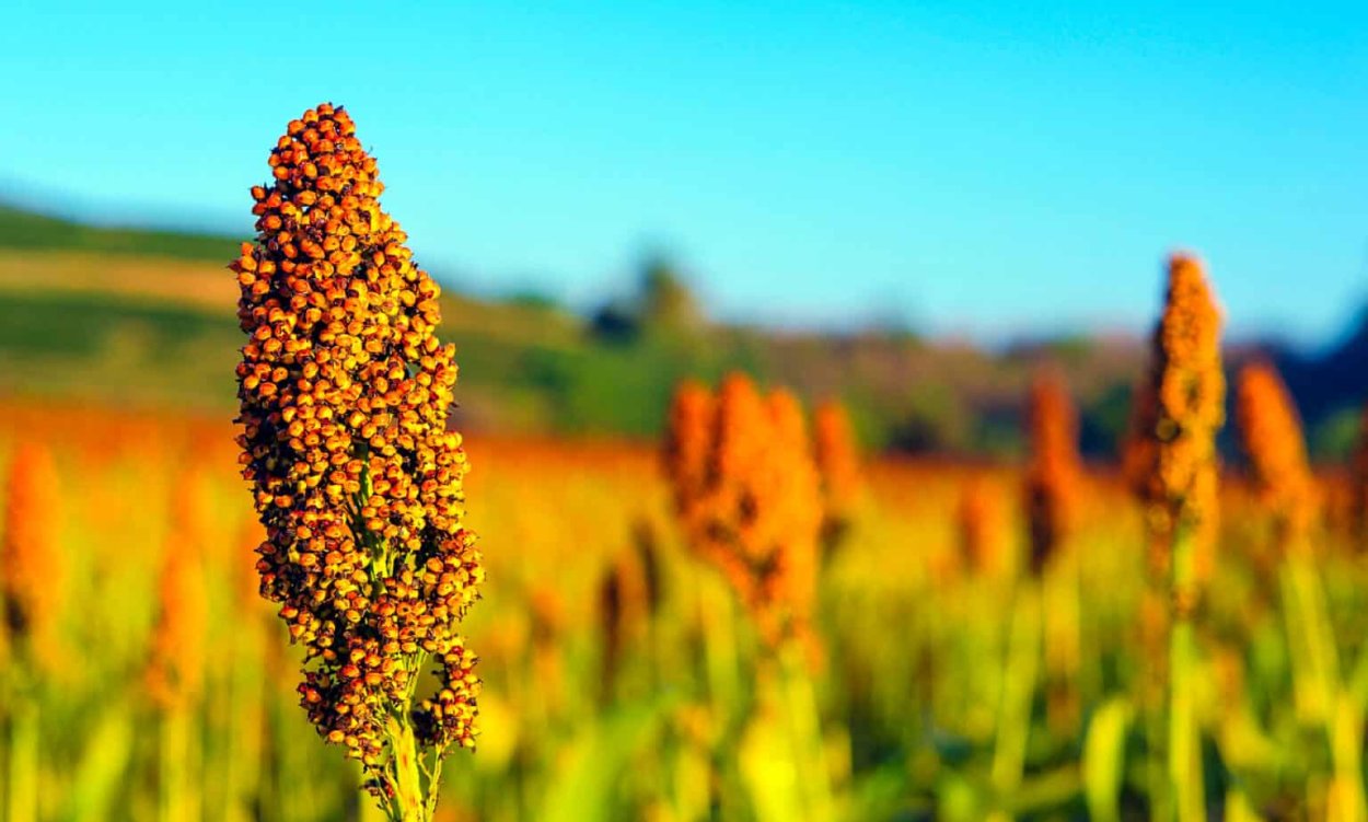 Росток сорго сорго