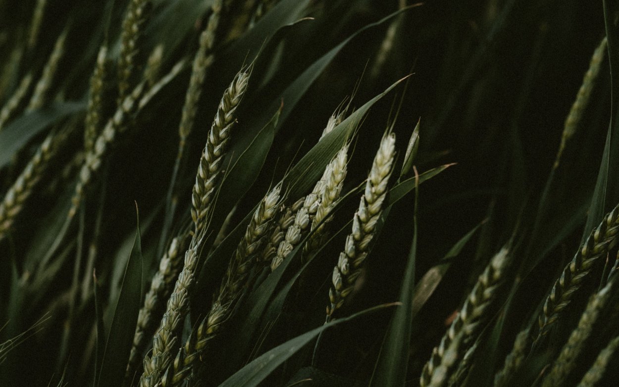 Сорго джугара