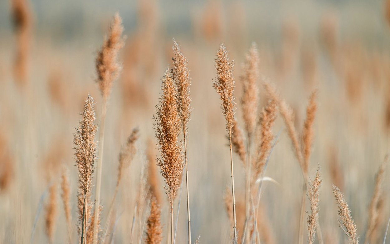 Сорго сахарное (Sorghum saccharatum)