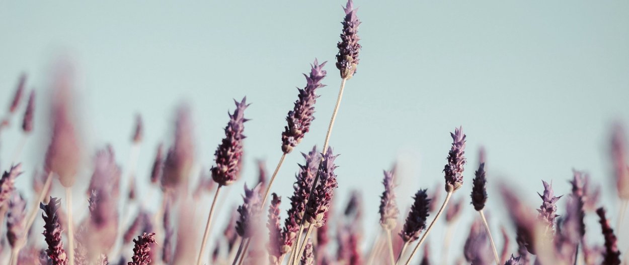 Колоски песочного цвета