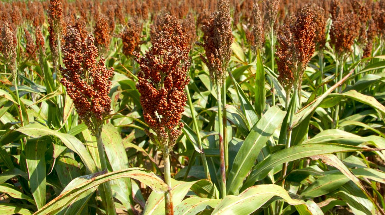 Суданская трава, травянистое сорго.