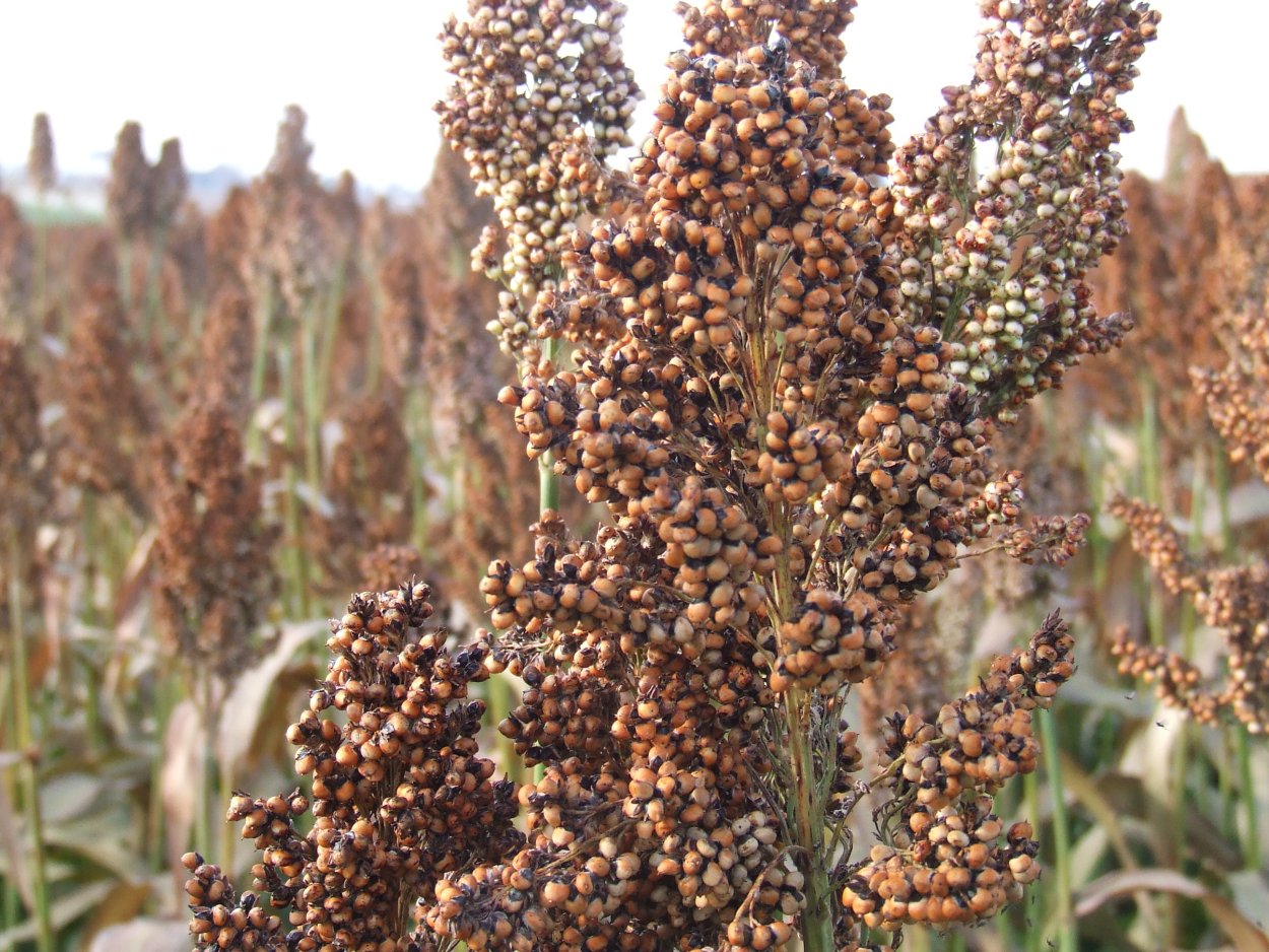 Живая трава