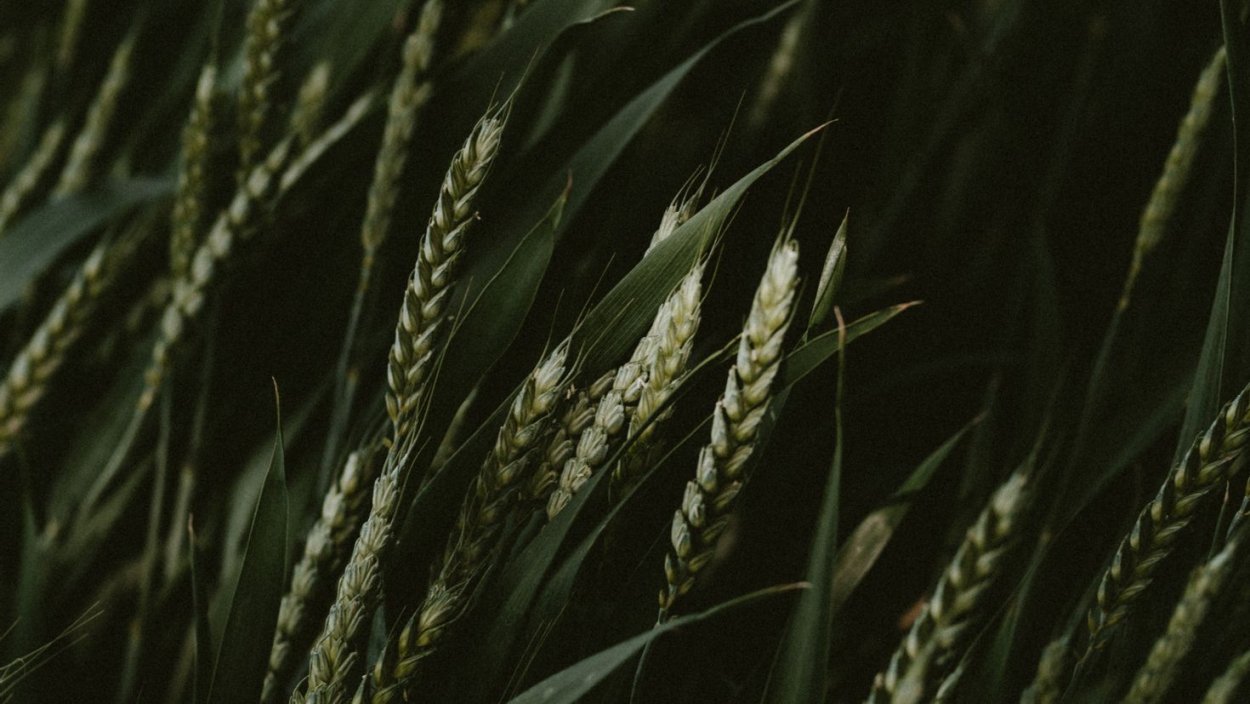 Возделывание Яровой пшеницы