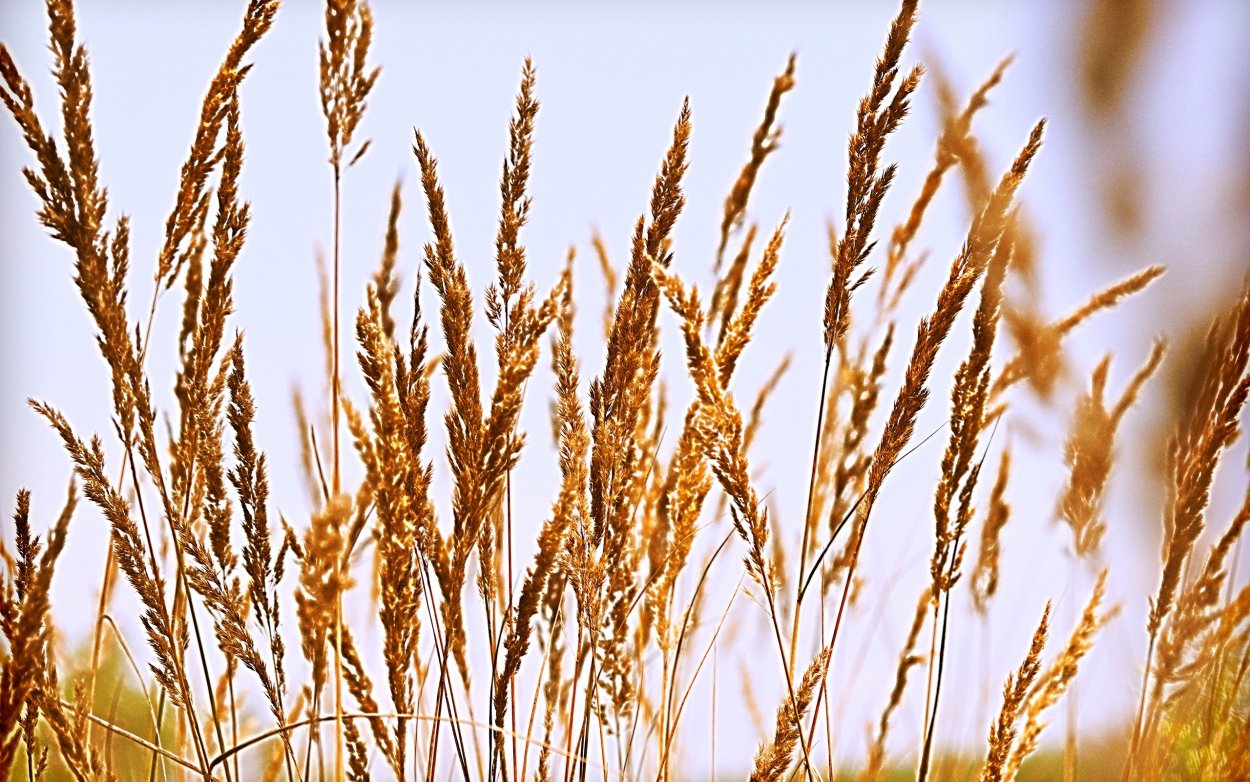 Тимофеевка мятлик овсяница