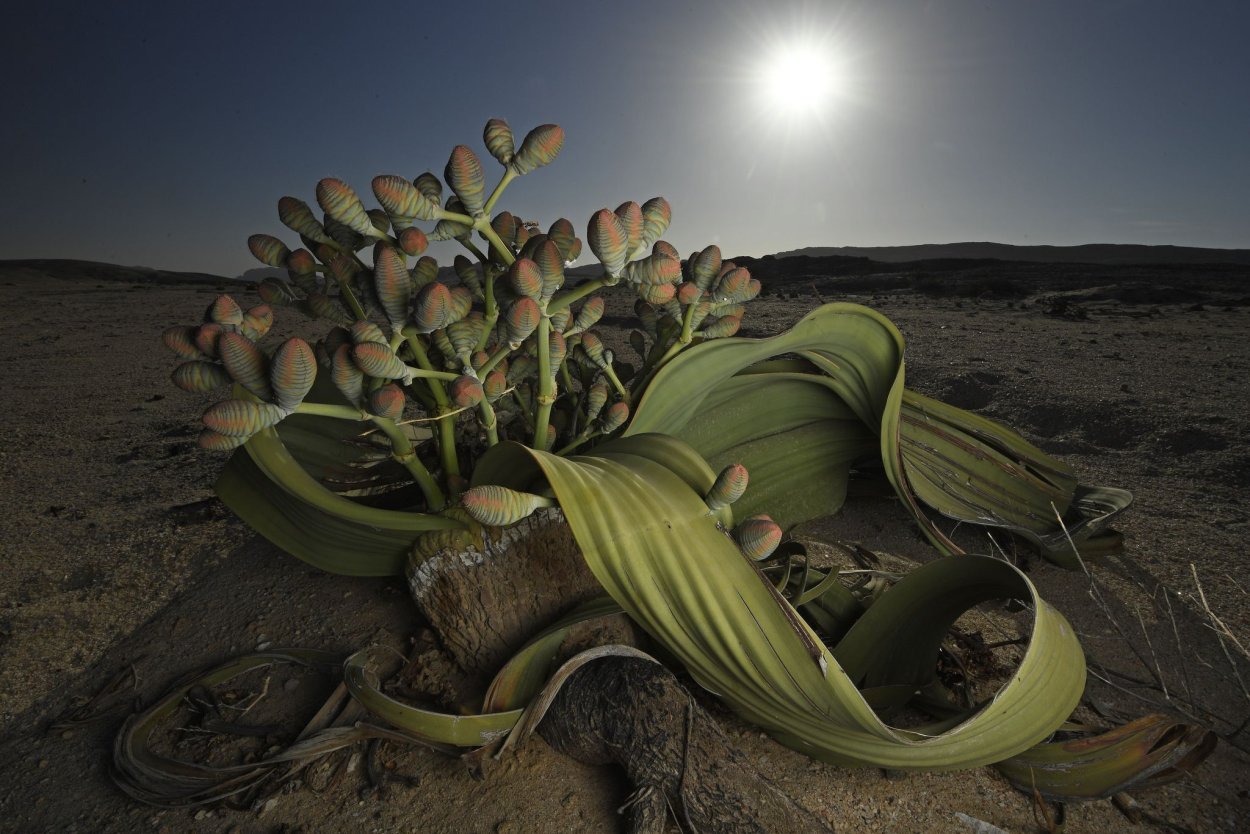 Вельвичия мирабилис Welwitschia Mirabilis